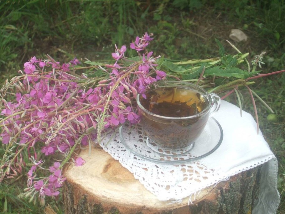 Иван-чай (кипрей) рисунок