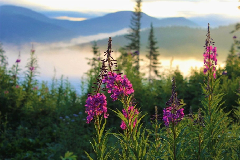 Кипрей узколистный