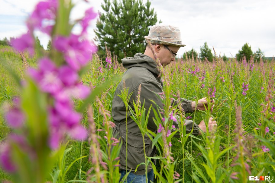 Иван-чай (кипрей)