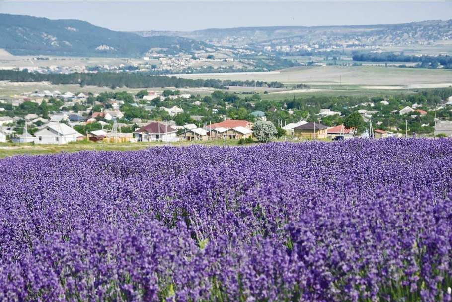 Пижма тысячелистная