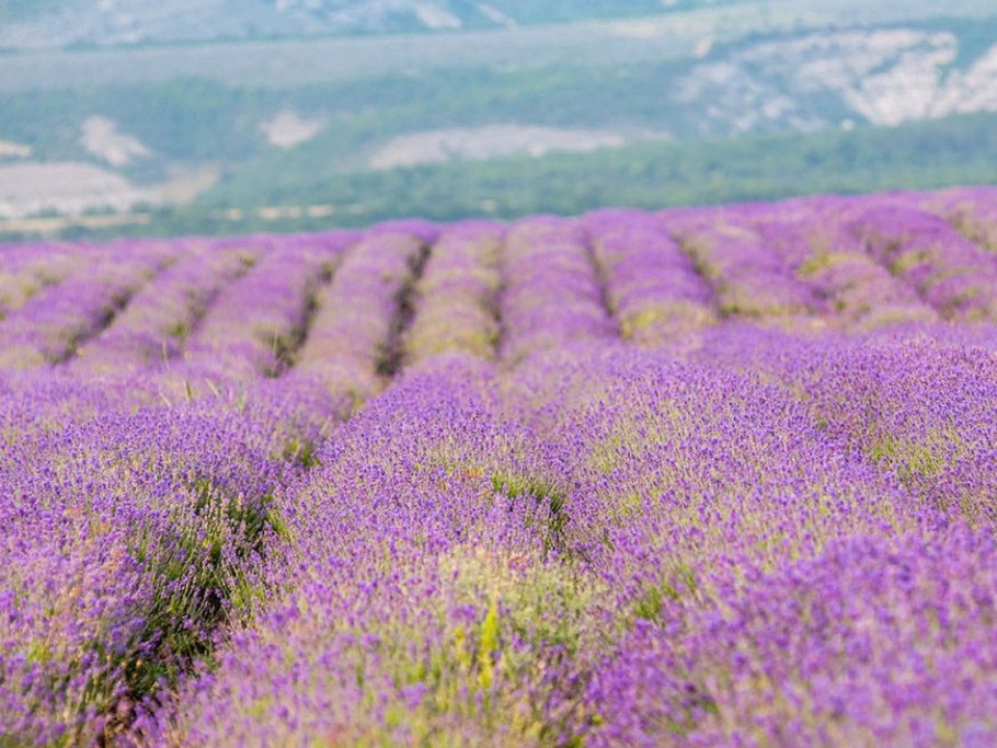 Демерджи Алушта Лаванда