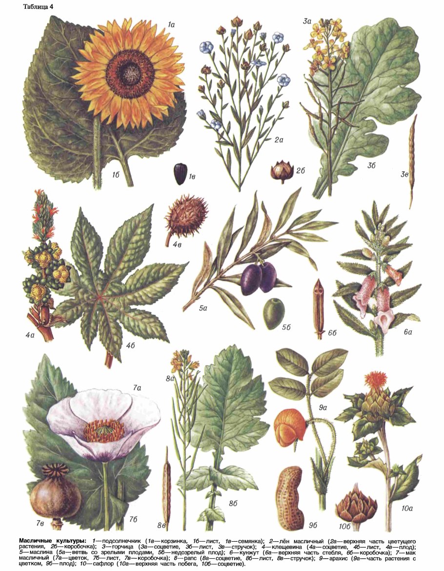 Задачи проекта