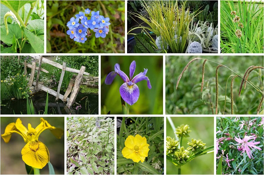 Перечная мята лекарственное растение описание