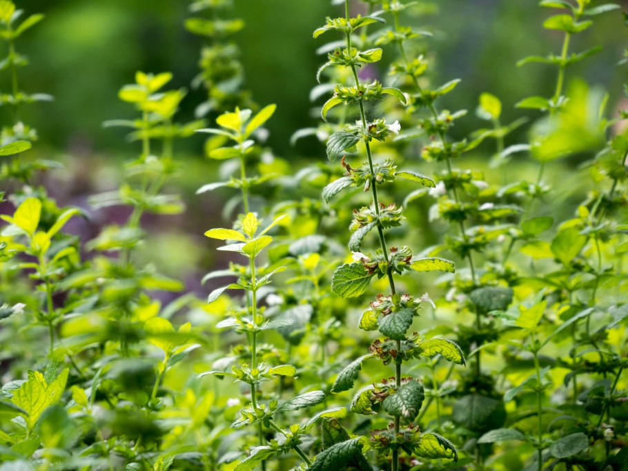 Фестиваль роз в Марокко Эль-Келаа-м Гуна