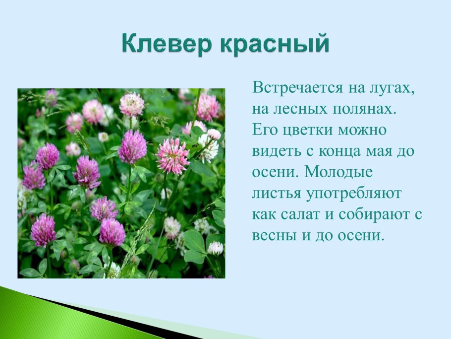 Лекарственные растения Красноярского края