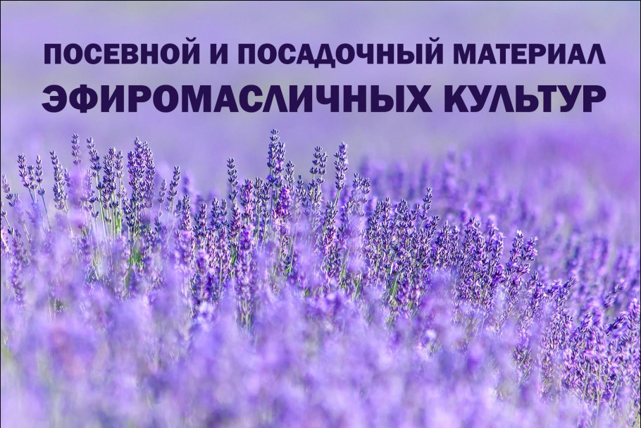 Сорта лаванды ФГБУН НИИСХ Крыма