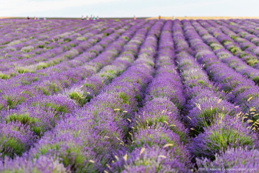 Растения занесённые в красную книгу России