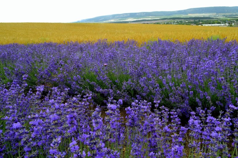 Шалфей Луговой медонос