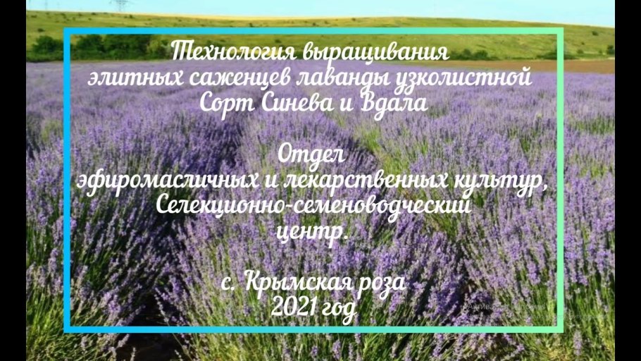 Эфиромасличные культуры Лаванда