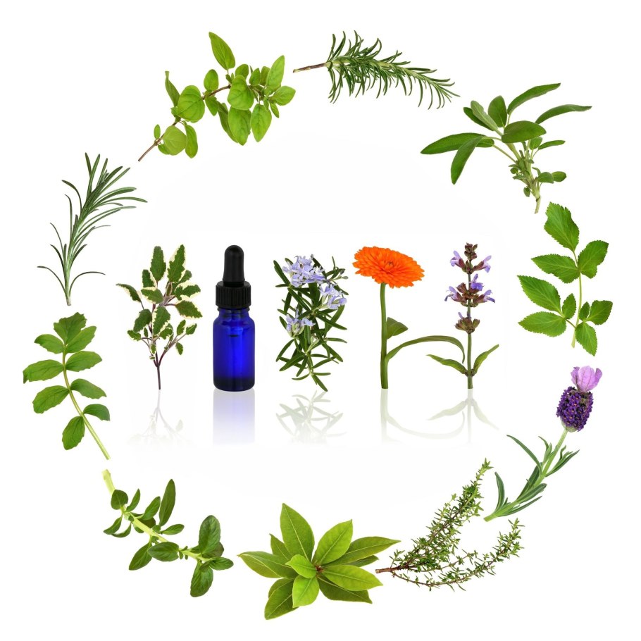 Семейство зонтичные сельдерейные