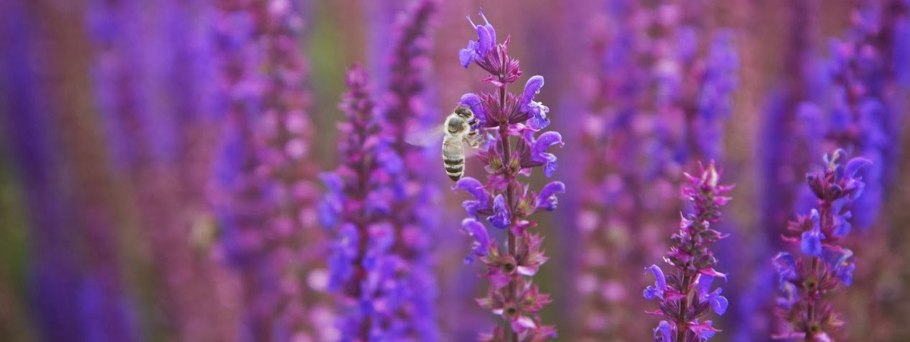 Лекарственные и эфиромасличные растения шалфей