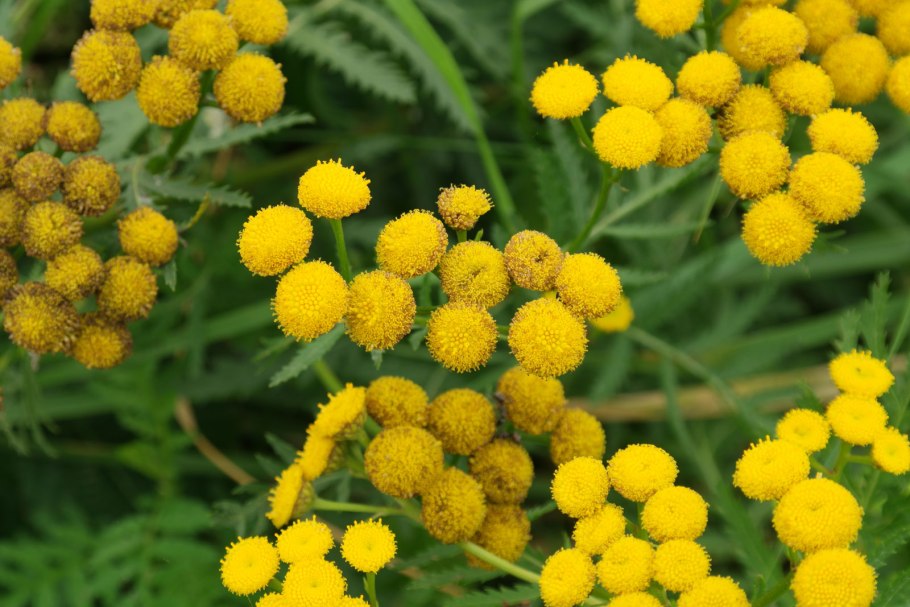 Многолетние пряные травы