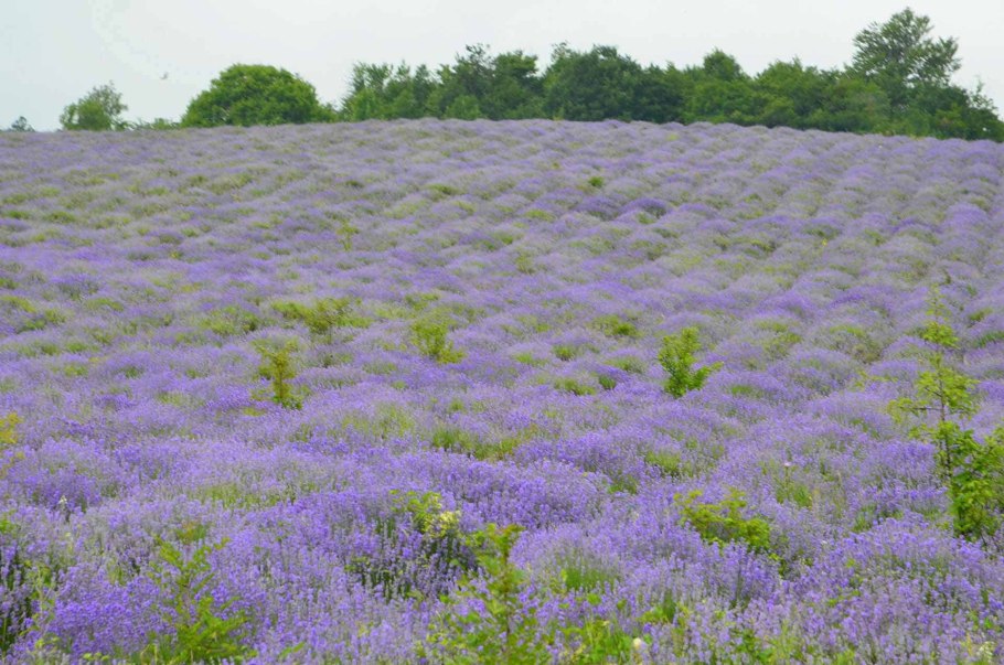 Эфиромасличные растения