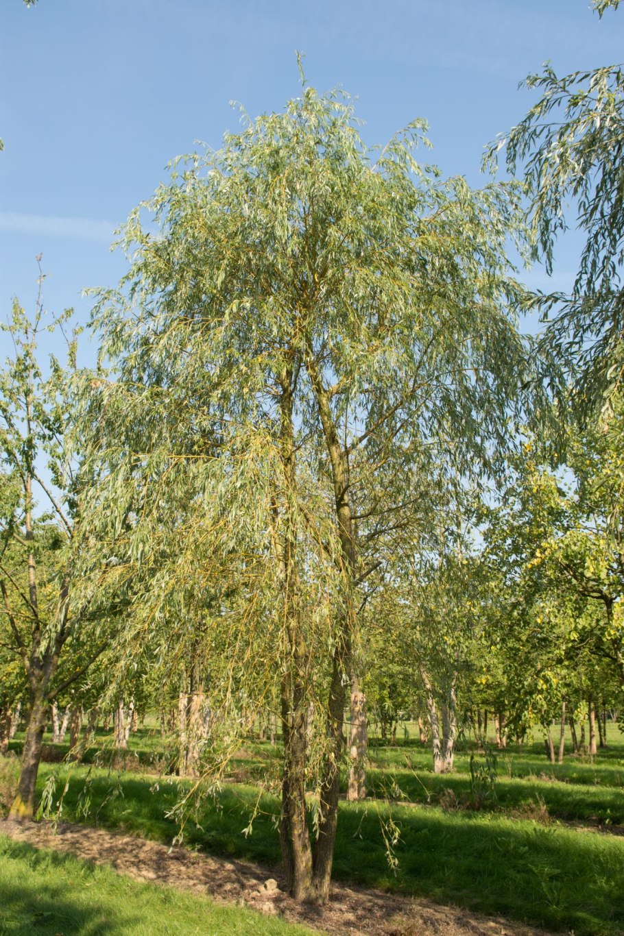 Ива Золотая плакучая