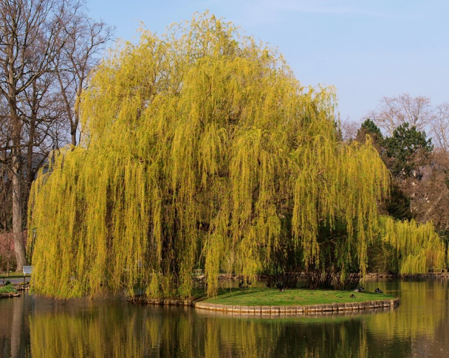 Ива желтокорая плакучая