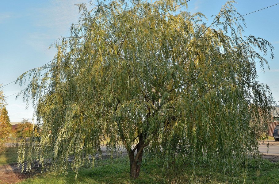 Плакучая Ива осень