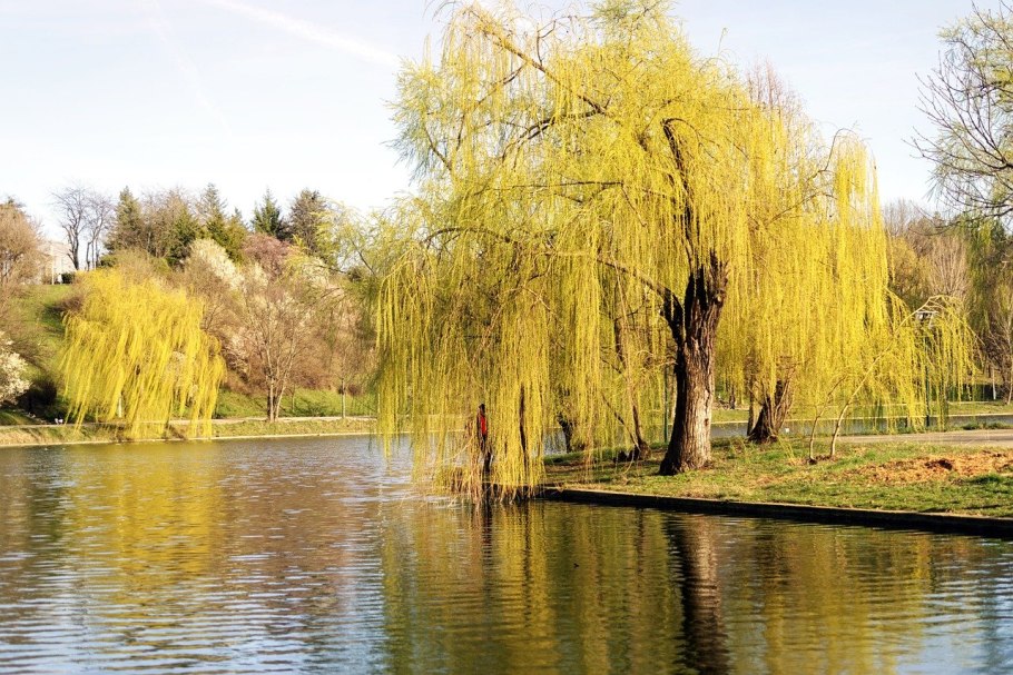 Ива белая (Salix Alba)