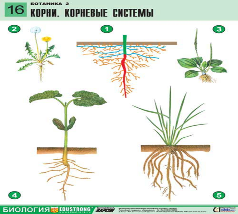 Корневая система главного корня гербарий
