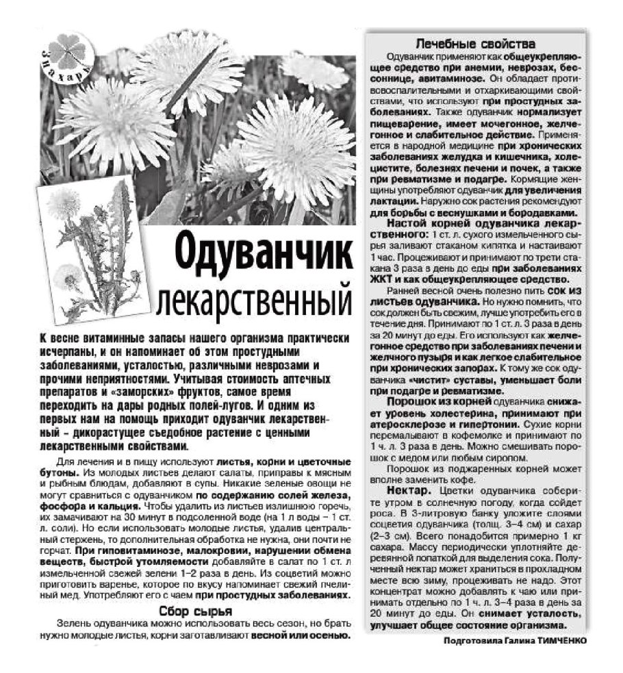 Одуванчик лекарственный- Taraxacum officinale web.