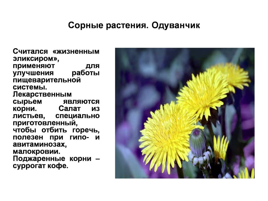 Стержневая корневая система у пшеницы