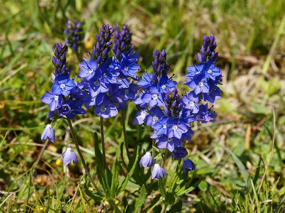 Трава синяк обыкновенный медонос