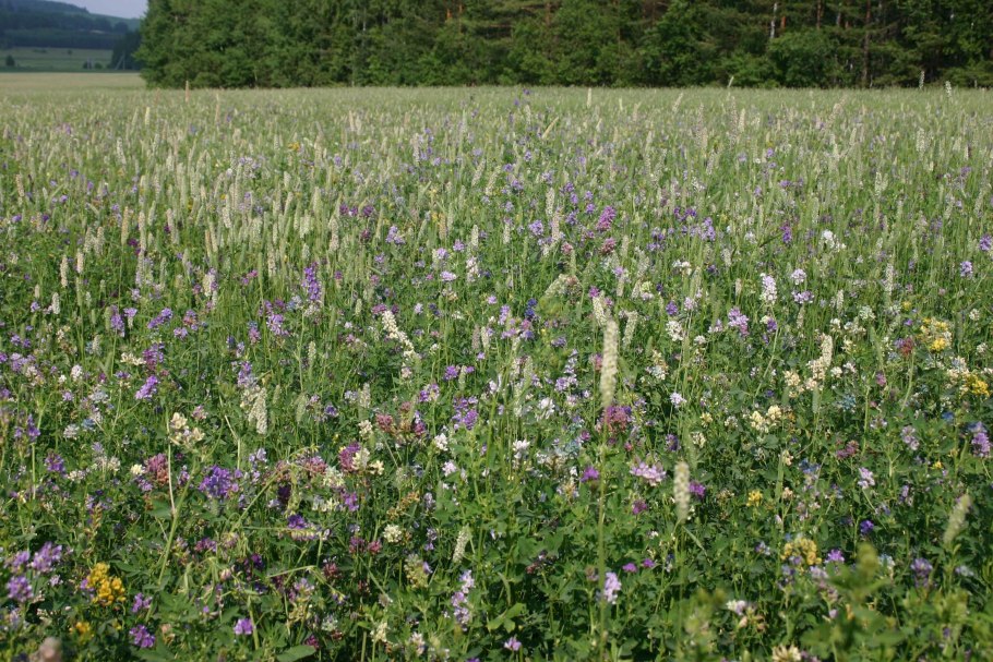 Мавританский газон с маргаритками