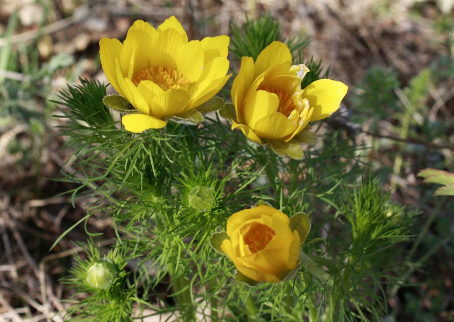 Вейник остроцветковый Overdam