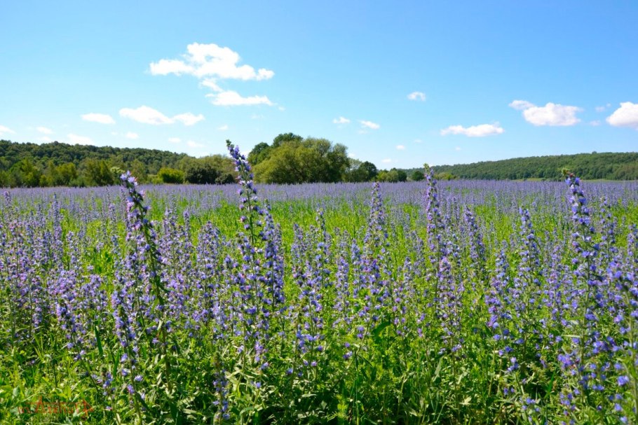 Поляна цветов