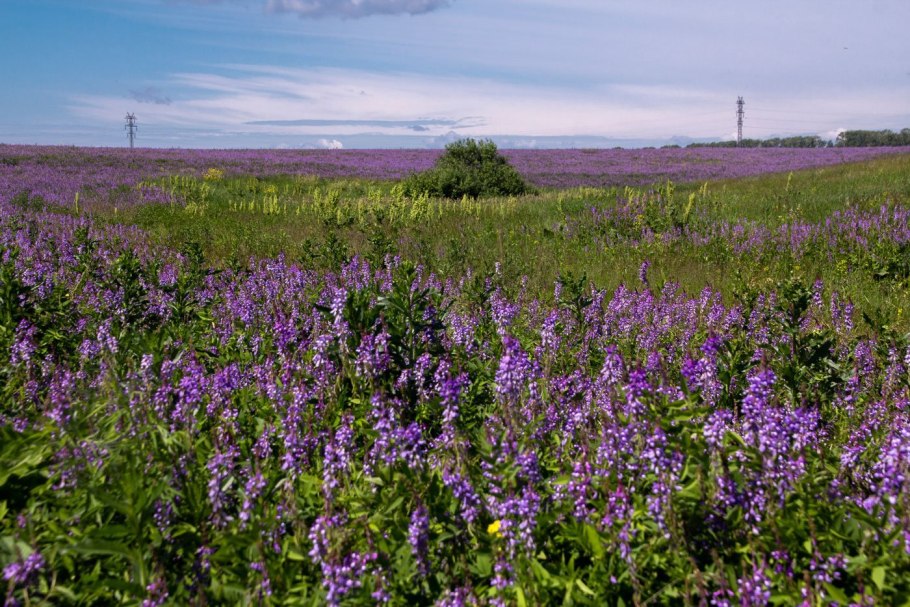 Козлятник трава поля