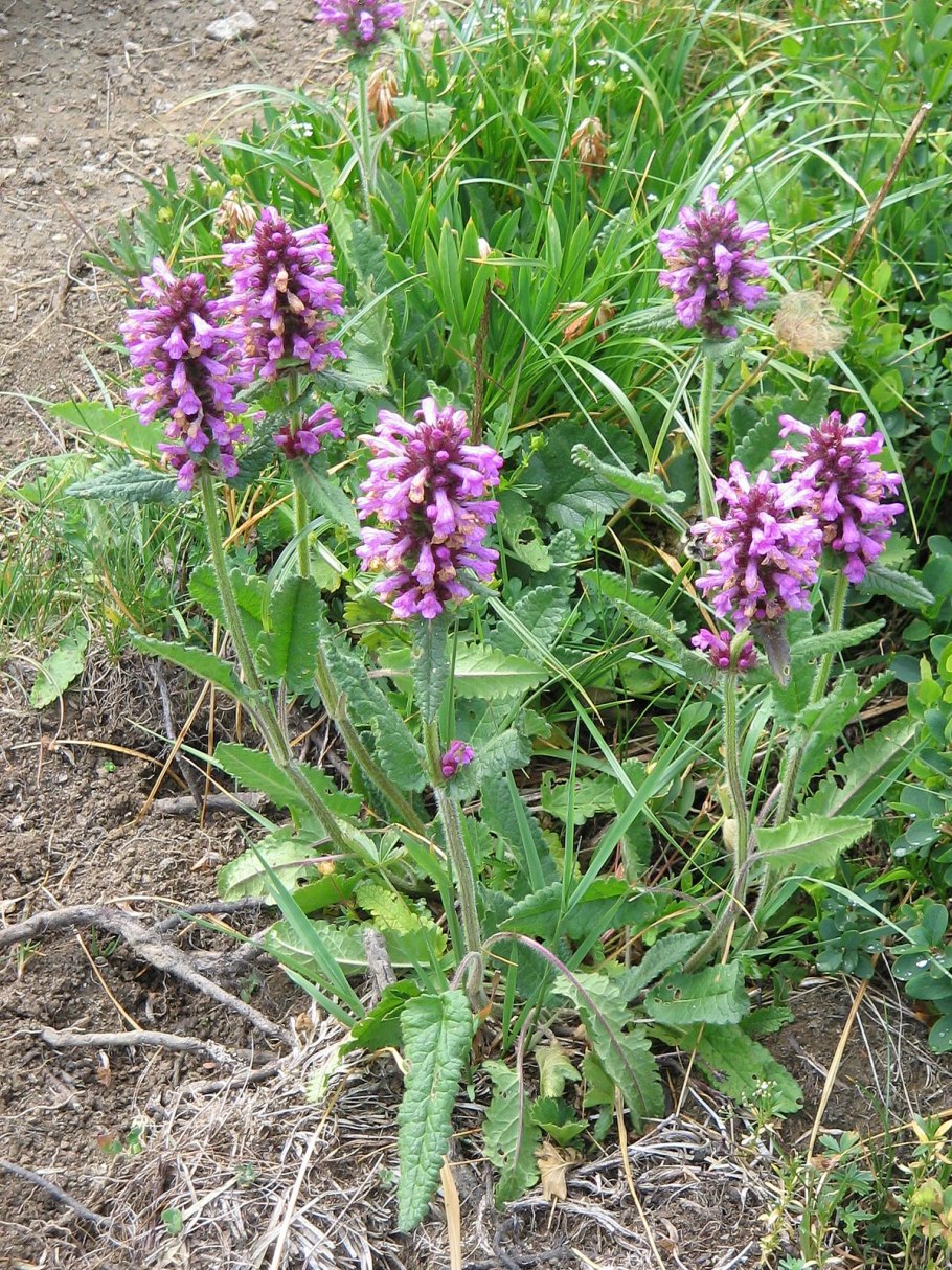 Чистец болотный корень