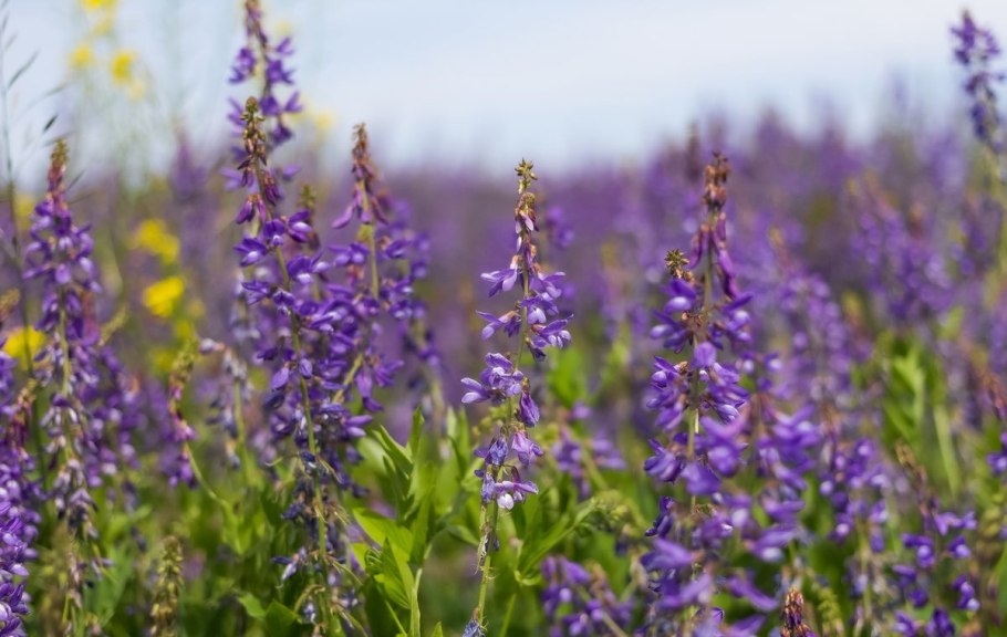 Пеннисетум Гамельн