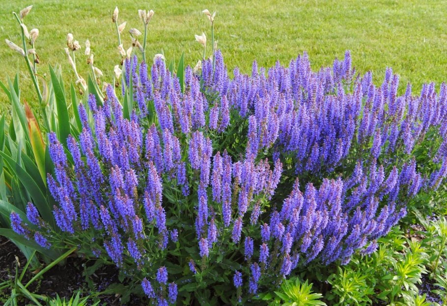 Буковац Сербия Лаванда