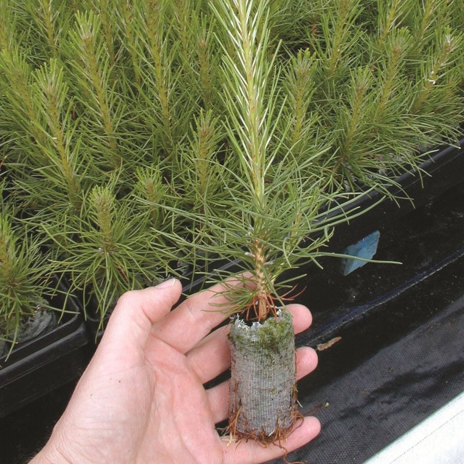 Живая ель голубая 125 см купить