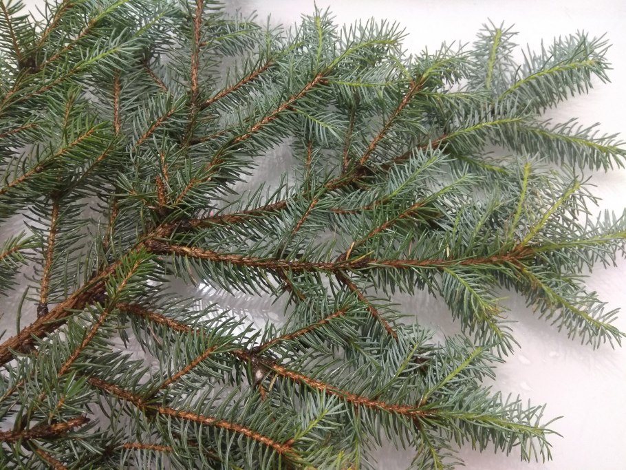 Как черенковать хвойники осенью на зиму