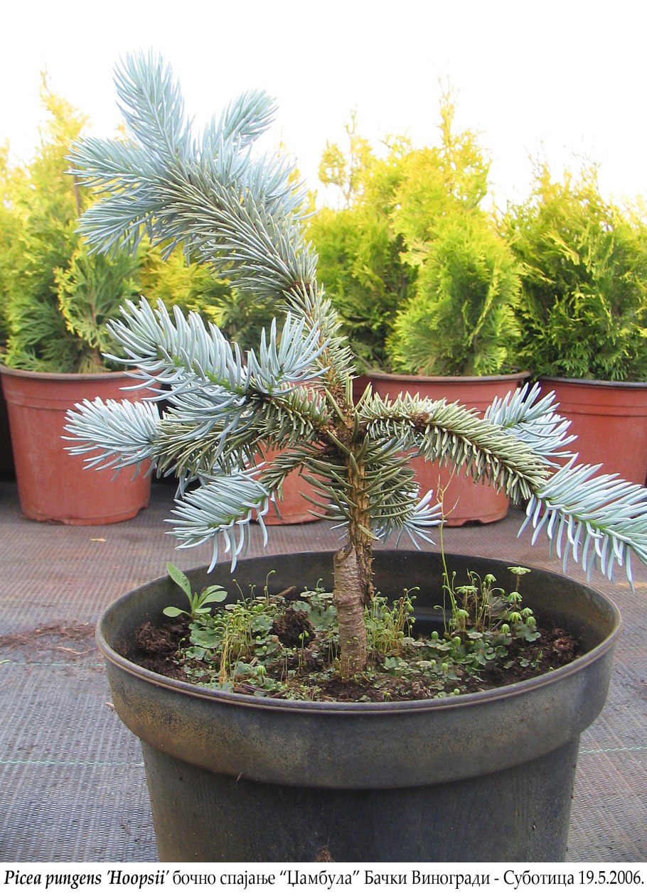 Ель обыкновенная строение