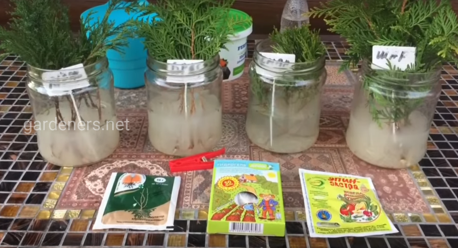 Бонсай кедр шишка