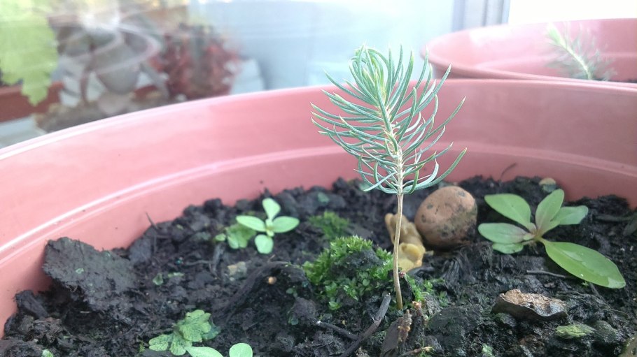 Сеянцы секвойи