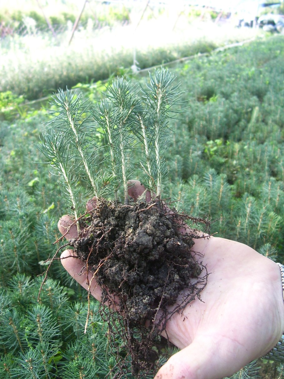 Выращивание новогодних елок