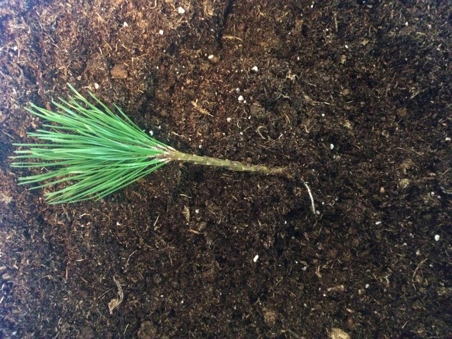 Сеянцы сосны обыкновенная Живая елка