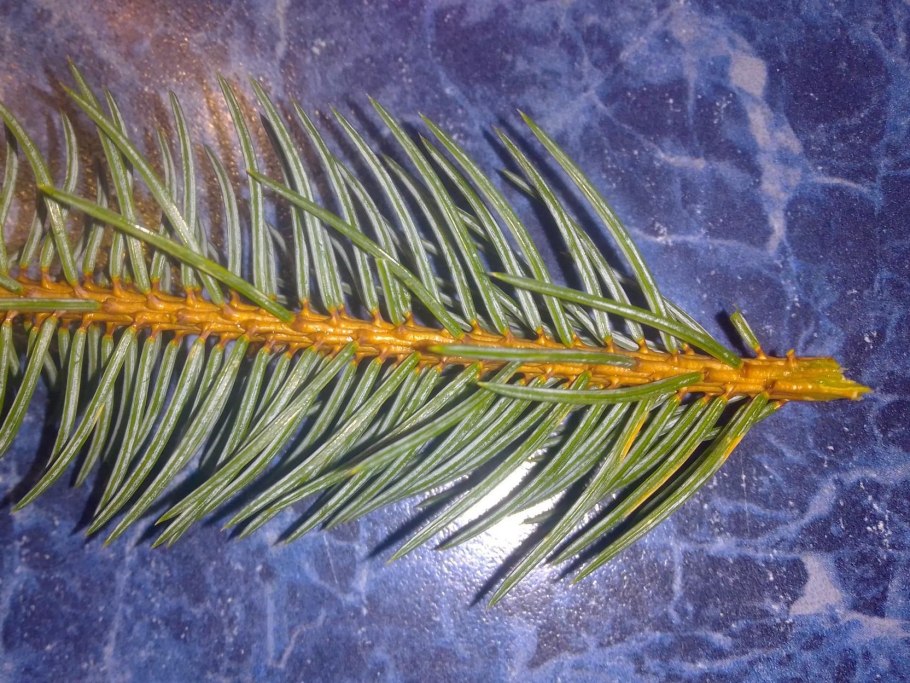 Ель Picea pungens Mecky