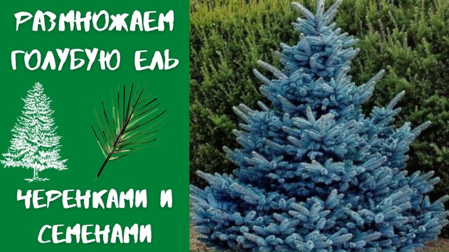Ель колючая сизая