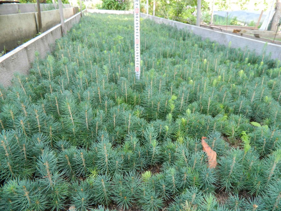 Прививка на ель обыкновенную