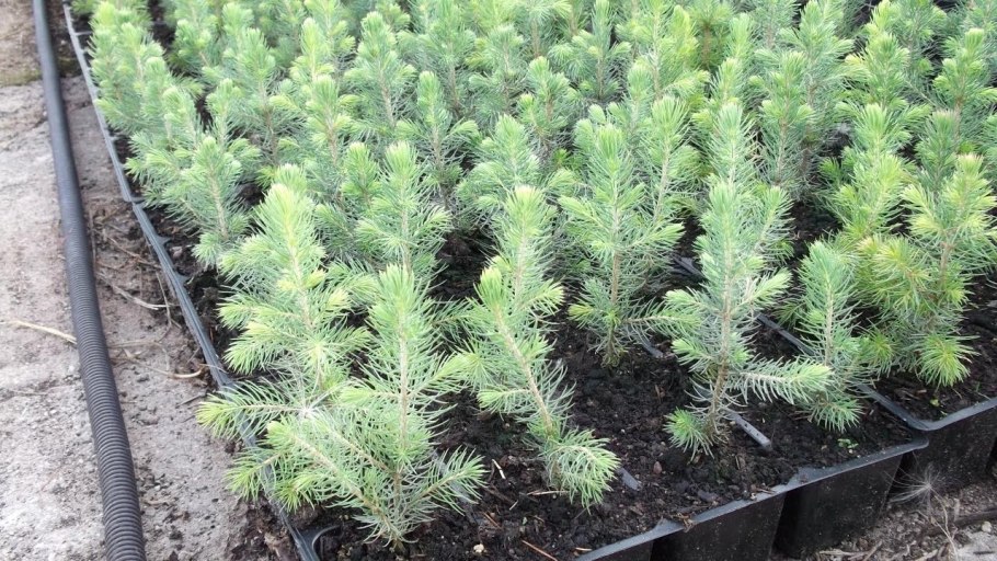 Ель обыкновенная Росток