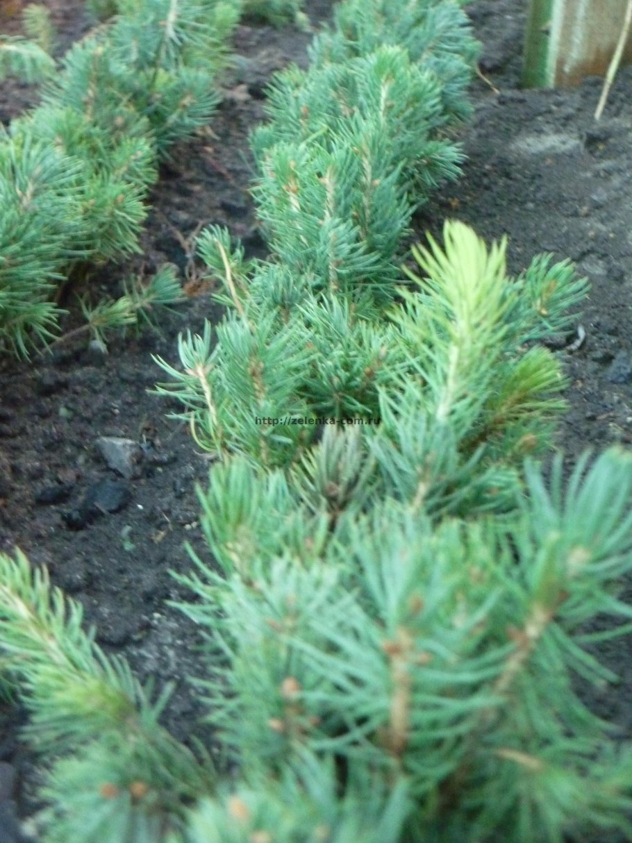 Ель голубая на подоконнике