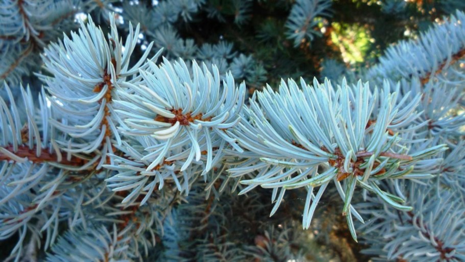 Хупси бонсай