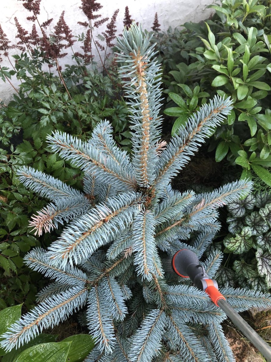 Сеянцы сосны в горшках-контейнерах