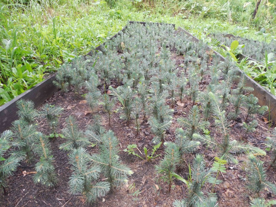 Голубая ель сеянцы в ЗКС