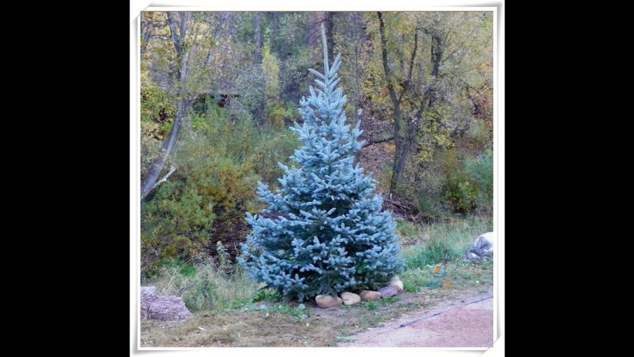 Посадка елок