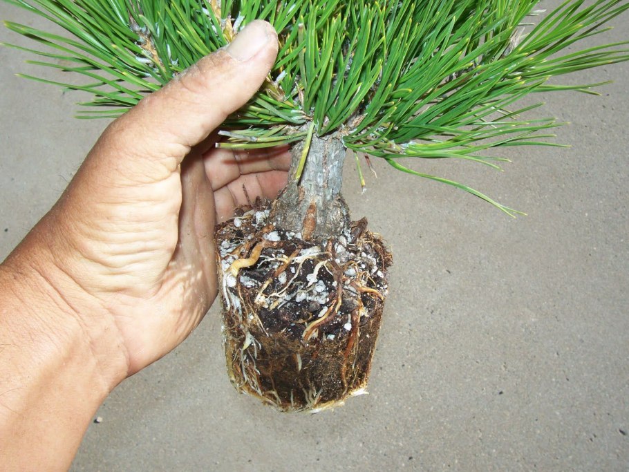 Голубая ель семена кг1