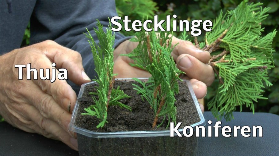 Размножение туи черенками